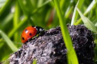 Climbing ladybird