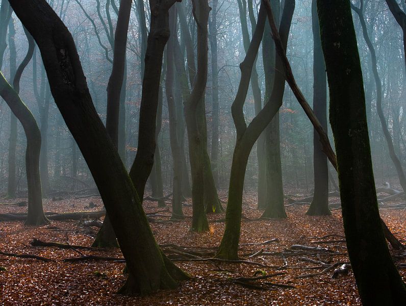 Foggy morning in the autumn forest on the Veluwe! by Peter Haastrecht, van