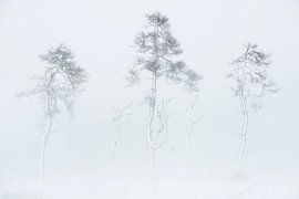 Snowstorm by Jarno van Bussel