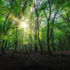 La forêt de Speulder au printemps. sur Photographie de Justin Sinner (Photographe à Texel)