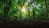 Het Speulderbos in de lente. van Justin Sinner Photography ( Fotograaf op Texel) thumbnail
