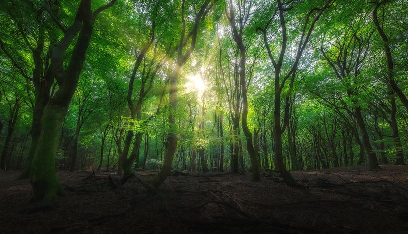 Het Speulderbos in de lente. van Justin Sinner Photography ( Fotograaf op Texel)