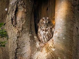 Tawny Owl