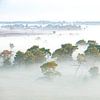 Bruyère de Kalmthoutse avec brouillard terrestre sur Teuni's Dreams of Reality