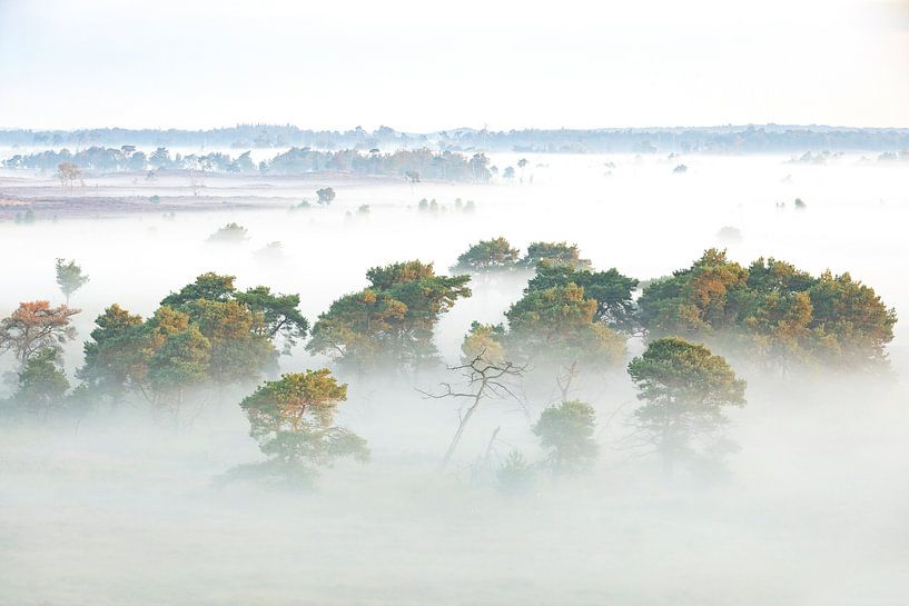 Kalmthoutse heide with ground fog by Teuni's Dreams of Reality
