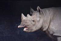 Nashorn