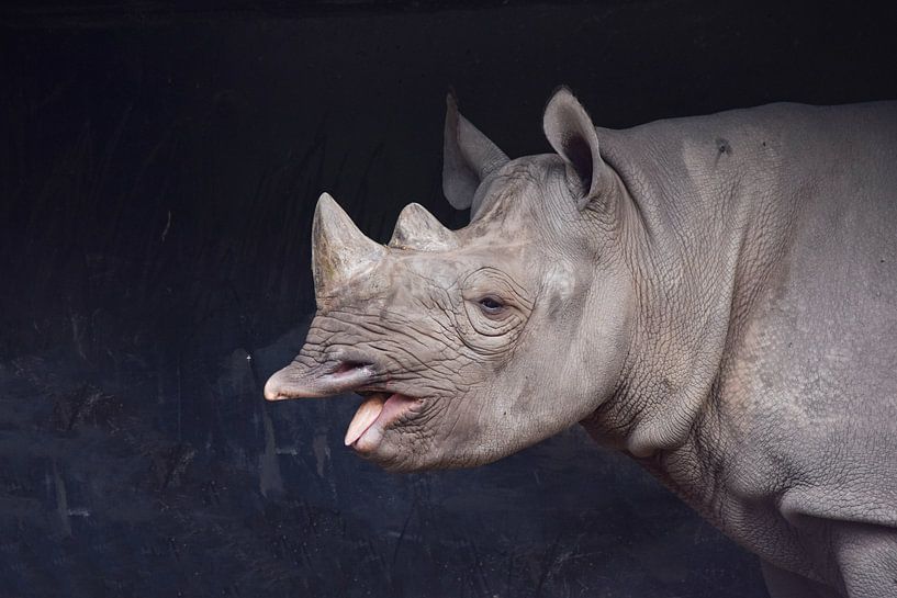 Nashorn von Esmée van Eijk