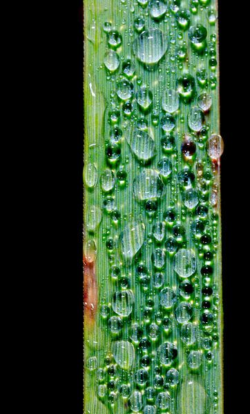 Wassertropfen des Morgentaus von Thomas Jäger
