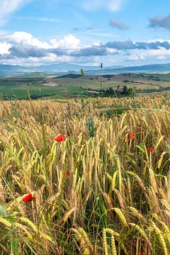 Graanveld in een Toscaans landschap