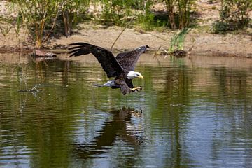 haliaeetus leucocephalus ( Pygargue à queue blanche d'Amérique) sur gea strucks