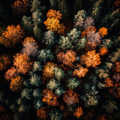Bosvariëteit herfst