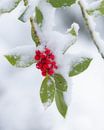 Red berries with a layer of snow by Jos Pannekoek thumbnail