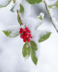 Rode bessen met een laagje sneeuw van Jos Pannekoek