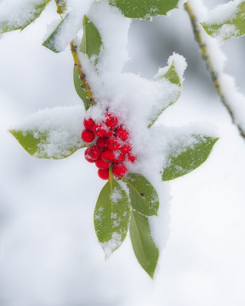 Red berries with a layer of snow by Jos Pannekoek