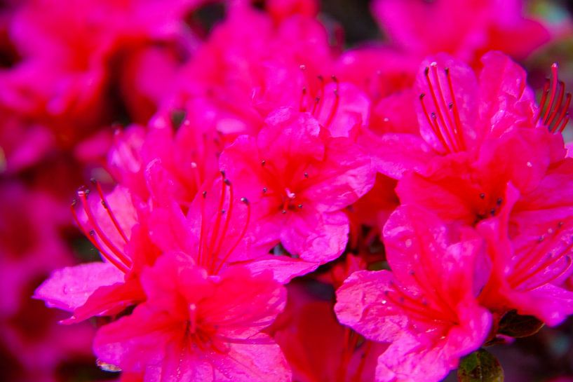 Bright pink blossom Japanese garden by Marco Theunissen