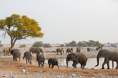 Olifanten parade langs de waterplek