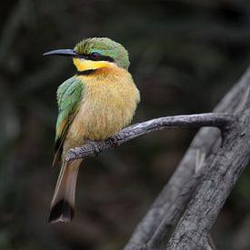 The Alert Eye of the Little Green Bee-eater by Lex van Doorn