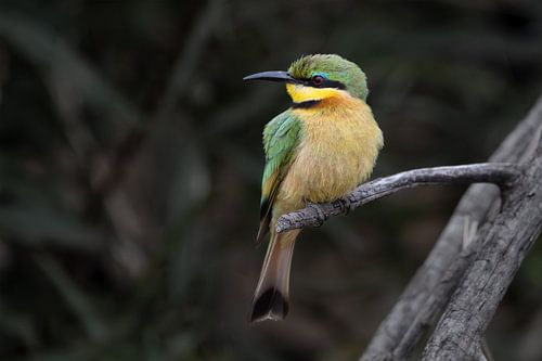 Der wachsame Blick des kleinen grünen Bienenfressers