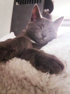 Tommy by Charissa lagendijk