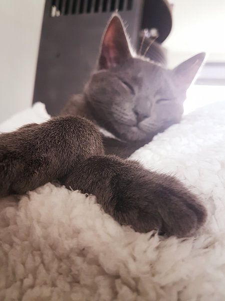 Tommy von Charissa lagendijk