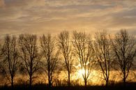 Setting sun behind a row of trees by A'da de Bruin thumbnail