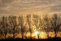 Setting sun behind a row of trees
