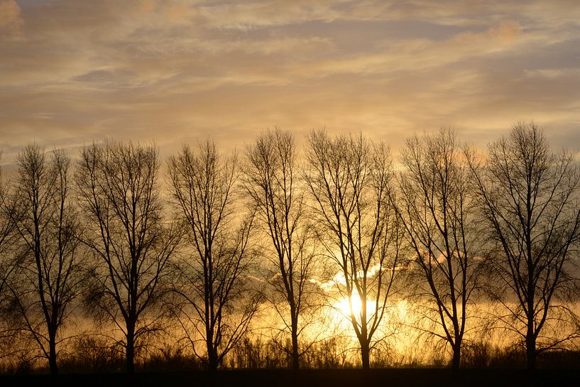 Setting sun behind a row of trees by A'da de Bruin