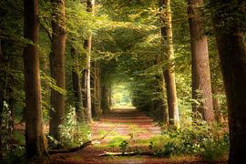 Tunnel Vision sur Kees van Dongen