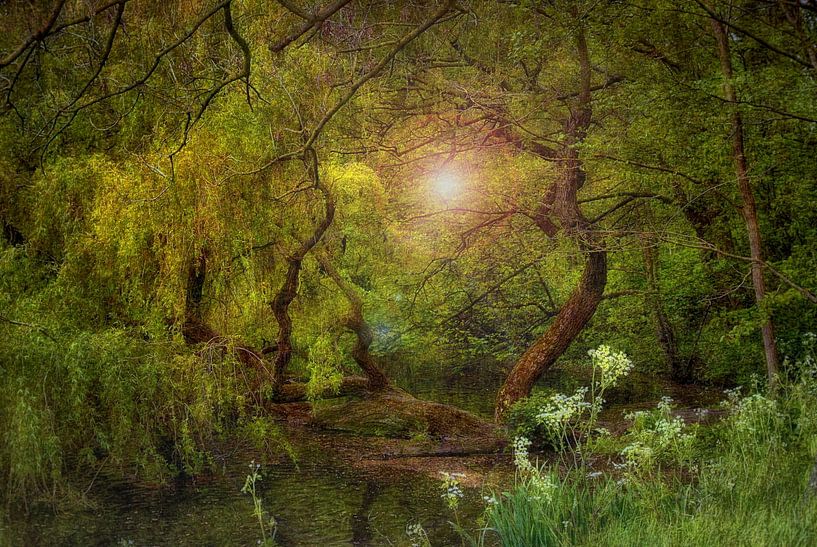 The enchanted forest by Maickel Dedeken
