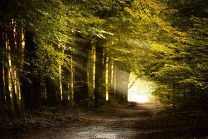Light As The Breeze