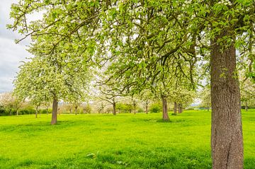 Bloeiende fruitbomen in de lente in Zuid-Limburg van Sjoerd van der Wal Fotografie