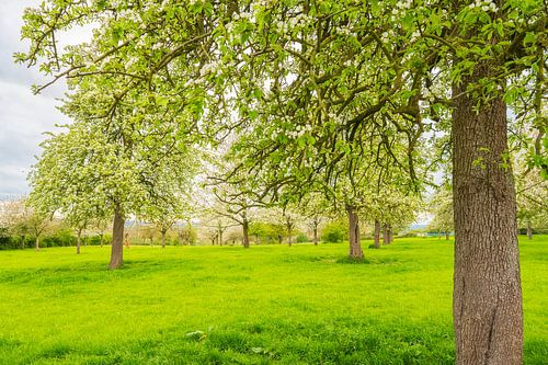 Bloeiende fruitbomen in de lente in Zuid-Limburg