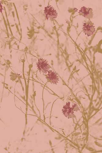 Korenbloemen in okergeel en roze. Retro stijl.