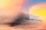 Grote groep spreeuwen tijdens zonsondergang in de lucht van Sjoerd van der Wal Fotografie thumbnail