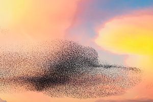 Starling murmuration during sunset at the end of the day