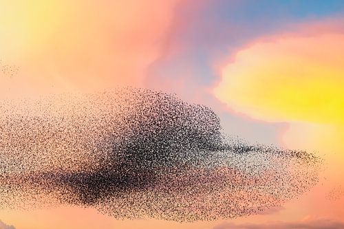 Grote groep spreeuwen tijdens zonsondergang in de lucht