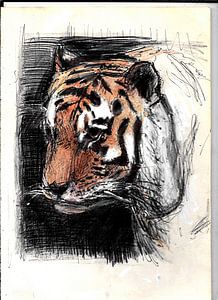 TIJGER