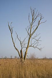 Kale boom in boven rietveld van Kristof Lauwers