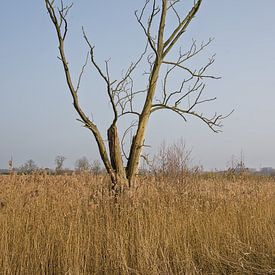Kahler Baum im oberen Schilfgebiet von Kristof Lauwers