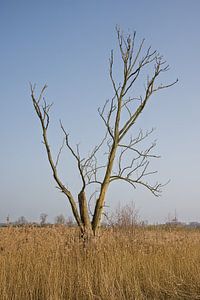 Kahler Baum im oberen Schilfgebiet