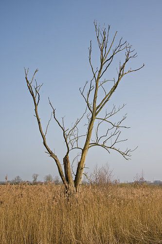 Kale boom in boven rietveld