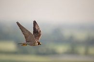 Wanderfalke ( Falco peregrinus ) in schnellem Flug hoch über einer Kulturlandschaft, wildlife, Deuts van wunderbare Erde thumbnail
