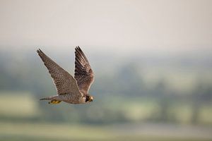 Wanderfalke ( Falco peregrinus ) in schnellem Flug hoch über einer Kulturlandschaft, wildlife, Deuts