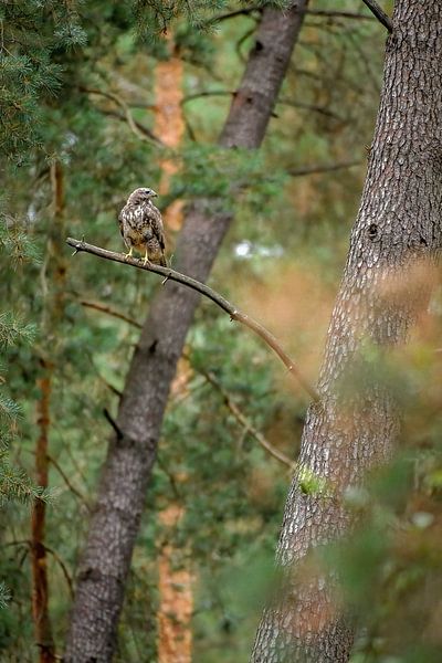 Bussard von Andy van der Steen - Fotografie