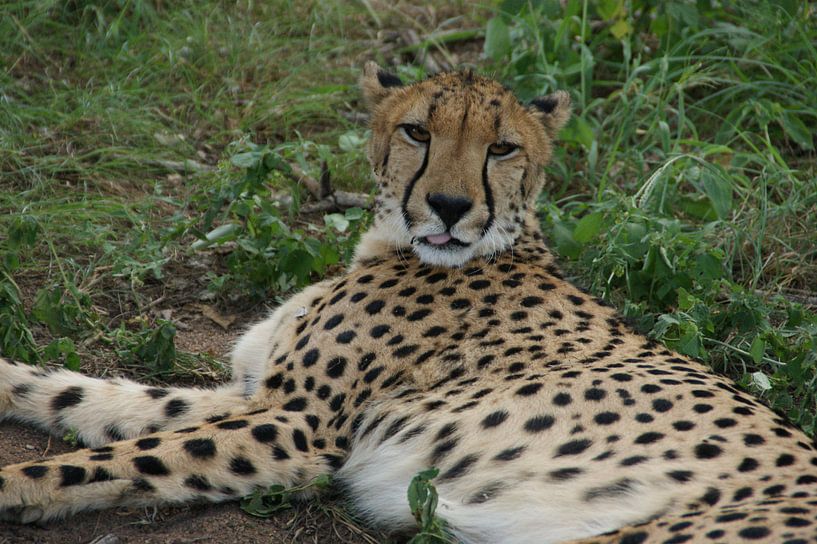 im Gras liegender Gepard von Johnno de Jong