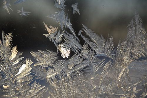 Frost in a window in winter