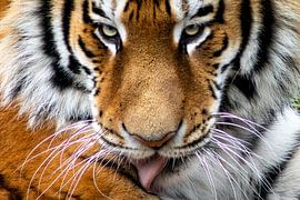 Bengal Tiger - Close-up by Kim Van Uuden