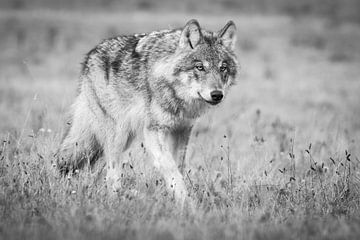 The Wolf in the Netherlands by Menno Schaefer