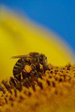 Photo macro d'une abeille sur un tournesol
