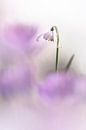 Ich pflege Blumen von Bob Daalder Miniaturansicht